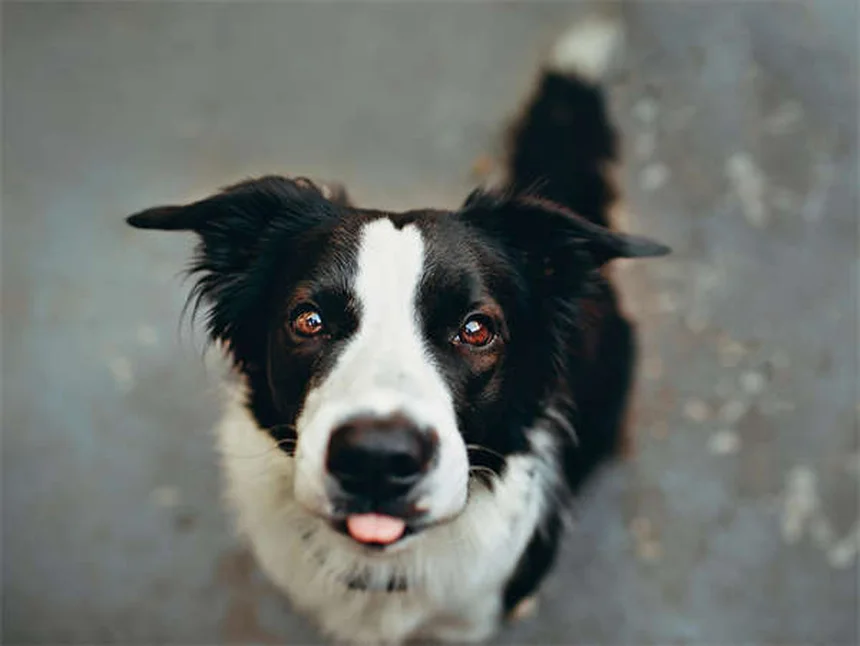 Vaccino DHPP per cani: Tutto ciò che devi sapere per proteggere il tuo pelosetto