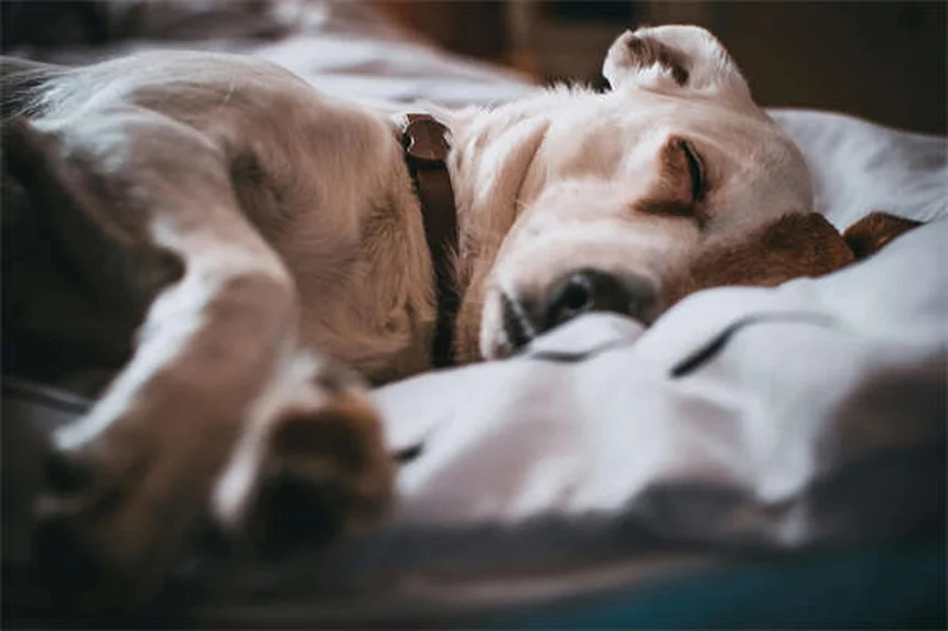 Esame rettale animali: 10 motivi per cui è fondamentale