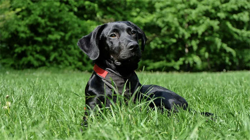 Esame rettale animali: 10 motivi per cui è fondamentale