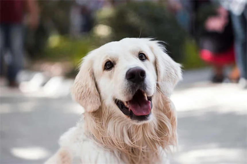 Edema nei cani: sintomi, cause e cure per il tuo amico a 4 zampe