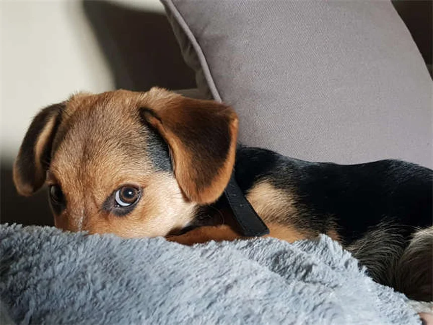 Edema nei cani: sintomi, cause e cure per il tuo amico a 4 zampe