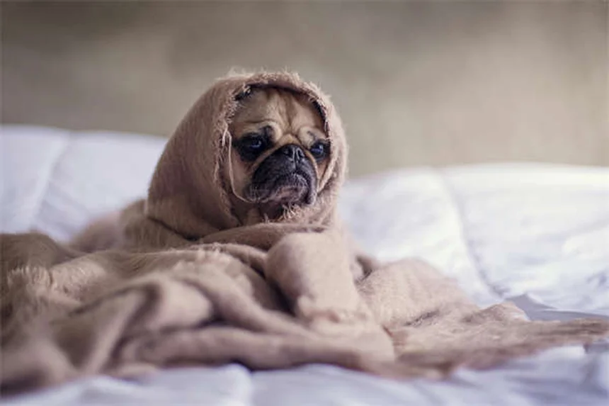 Stretching per cani anziani: 5 esercizi per mantenerli attivi e felici