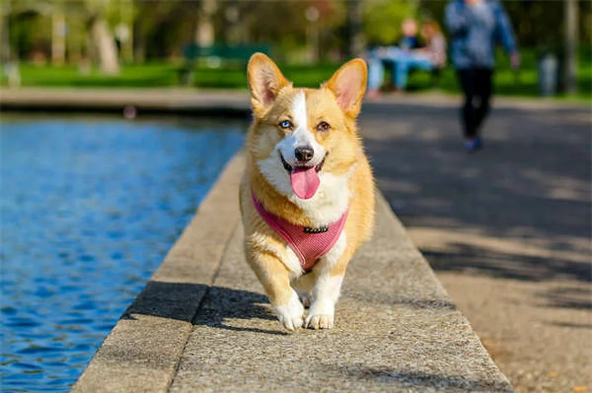 Naso che cola nel cane: cause e rimedi efficaci