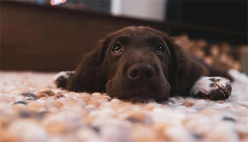 Naso che cola nel cane: cause e rimedi efficaci