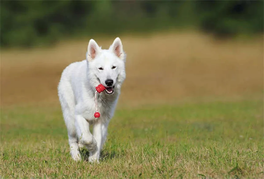 Comportamentista canino: quando è davvero necessario?