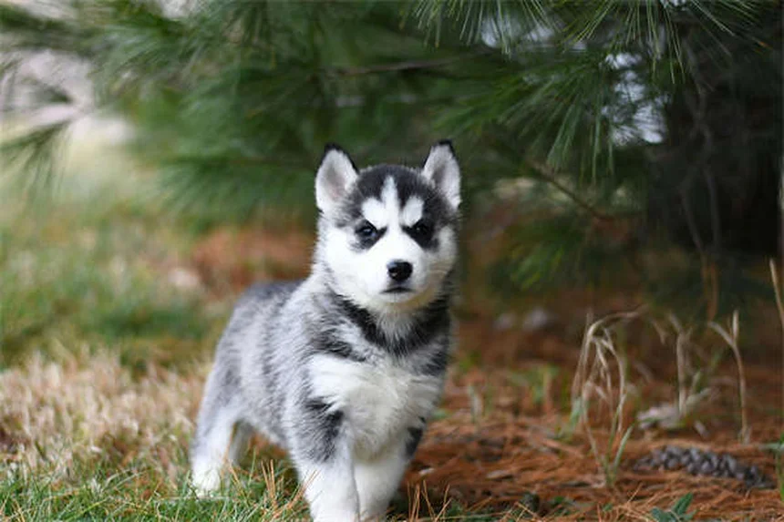 Comportamentista canino: quando è davvero necessario?