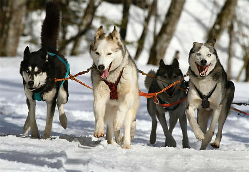 Meloxicam per cani: tutto quello che devi sapere sul farmaco antinfiammatorio