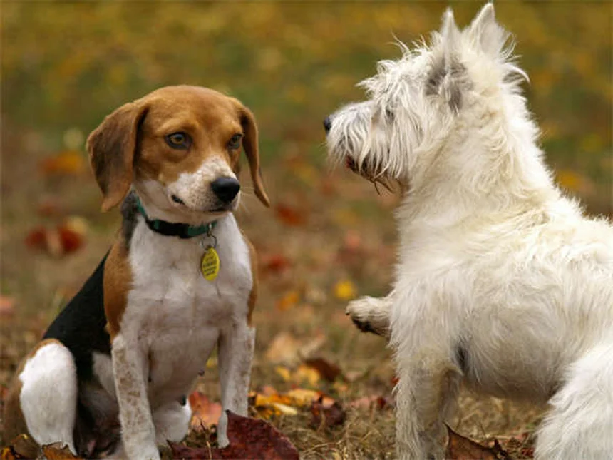 Perché i cani strappano la carta? Scopri i motivi e come fermarli!