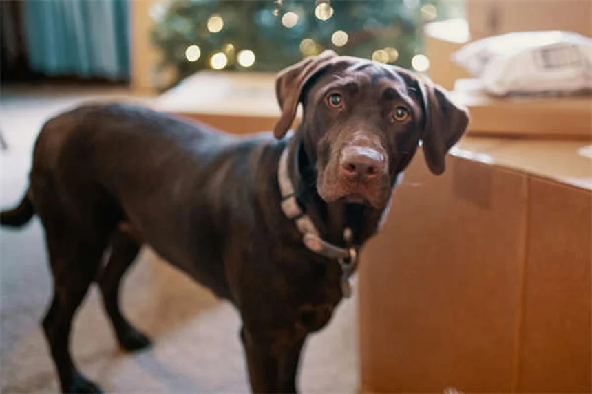 Etichette cutanee nei cani: cosa sono e come gestirle