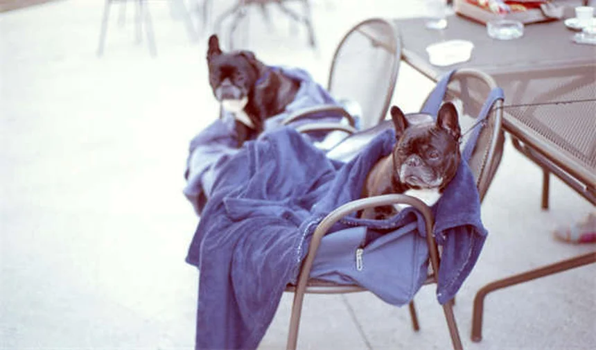 Conigli distruttivi: 5 segreti per gestire i loro comportamenti naturali