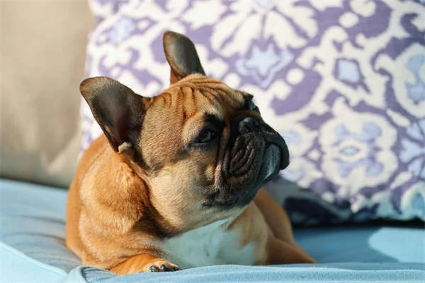 Perché i gatti seppelliscono la cacca? 5 motivi sorprendenti