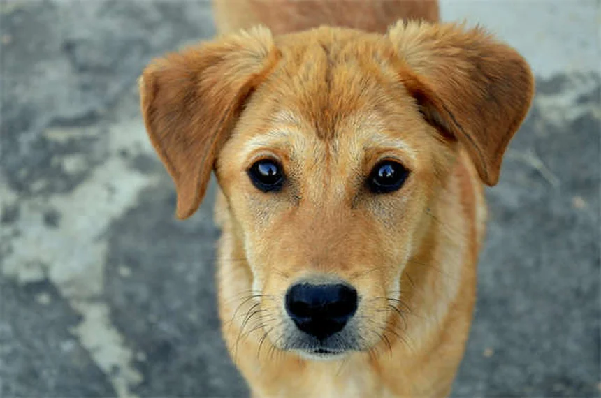 10 falsi miti sui parassiti cardiaci: come proteggere cane e gatto