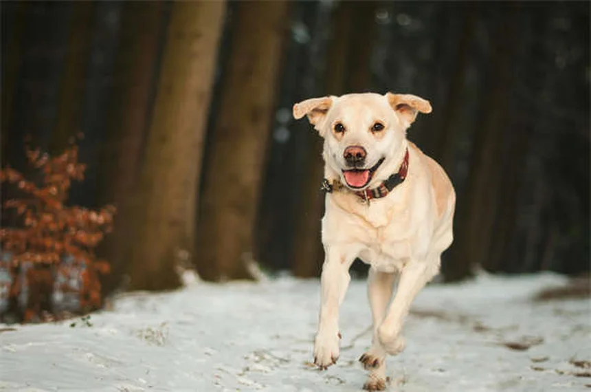 10 falsi miti sui parassiti cardiaci: come proteggere cane e gatto