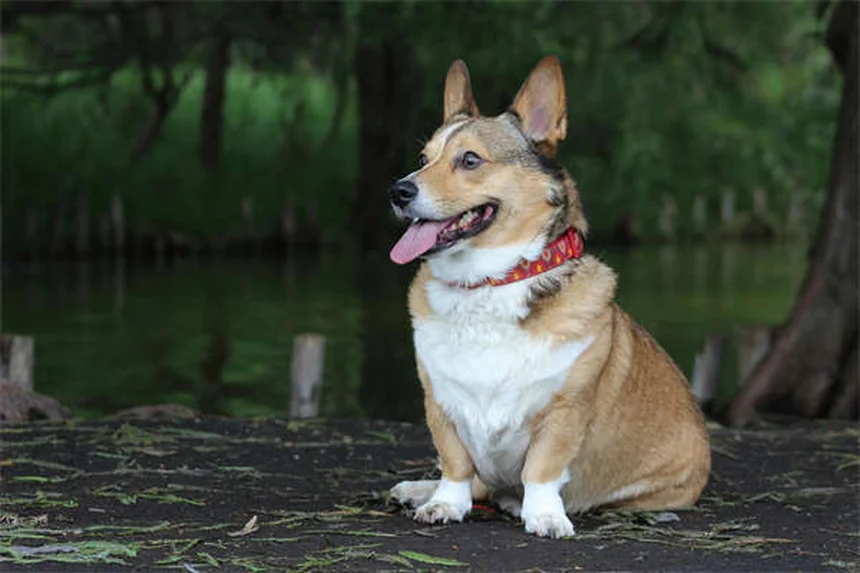 Come calmare un cane spaventato dai fuochi d'artificio: 9 soluzioni efficaci