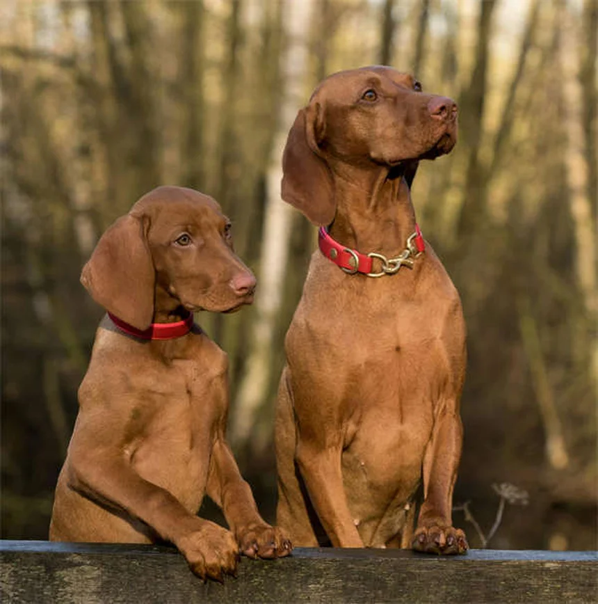 Malattia della valvola mitrale nei cani: sintomi, cure e prevenzione
