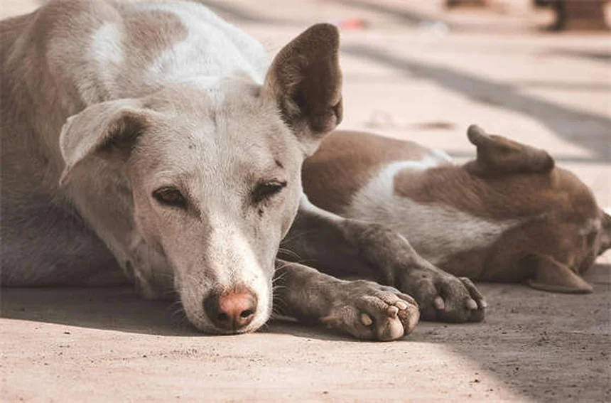 Test DNA cani: scopri le 6 razze miste più comuni e i loro segreti
