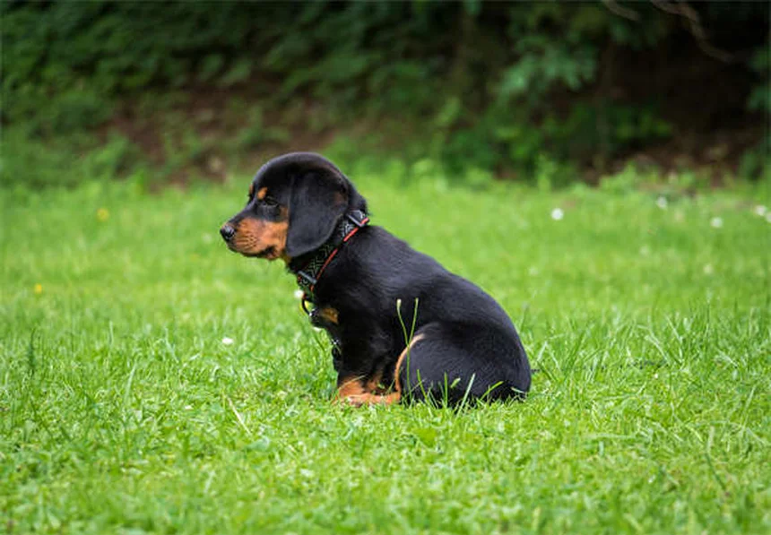Test DNA cani: scopri le 6 razze miste più comuni e i loro segreti