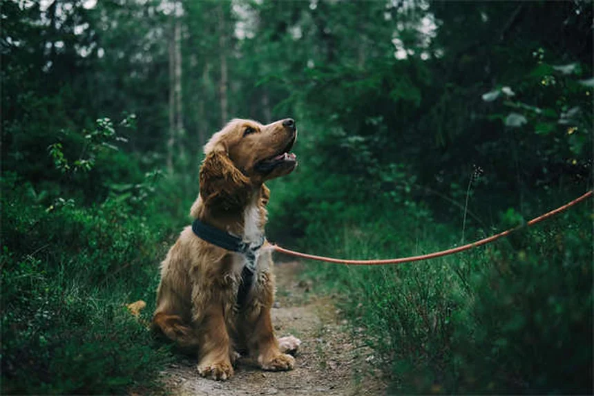 Come vedono i cani al buio? Scopri i segreti della visione notturna canina
