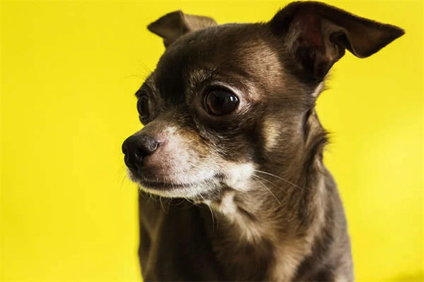 Come vedono i cani al buio? Scopri i segreti della visione notturna canina
