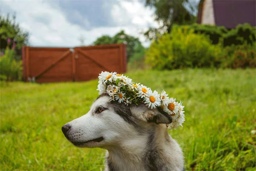 Come vedono i cani al buio? Scopri i segreti della visione notturna canina