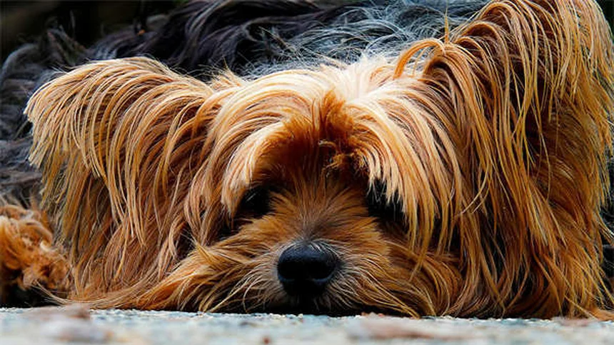 10 benefici incredibili delle passeggiate per il tuo animale domestico