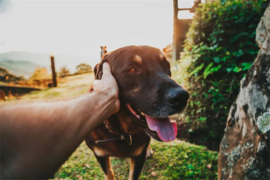 Allenamento con il cane: 6 esercizi divertenti per restare in forma insieme