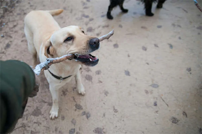 Allenamento con il cane: 6 esercizi divertenti per restare in forma insieme
