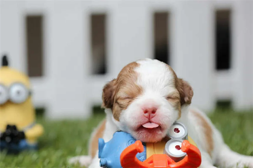 Veterinari e depressione: 7 motivi per cui dovresti ringraziarli ogni giorno