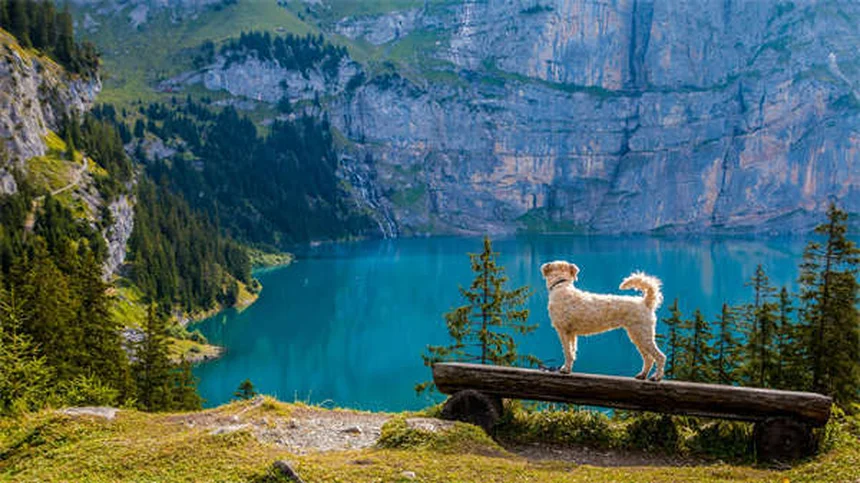 Come smaltire la cacca del cane in modo sicuro: guida pratica per padroni responsabili
