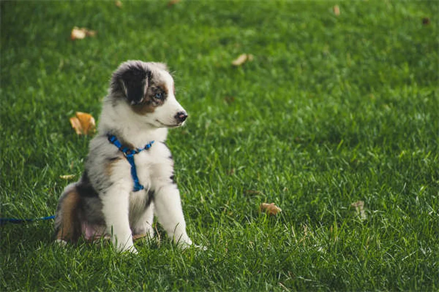 Come smaltire la cacca del cane in modo sicuro: guida pratica per padroni responsabili