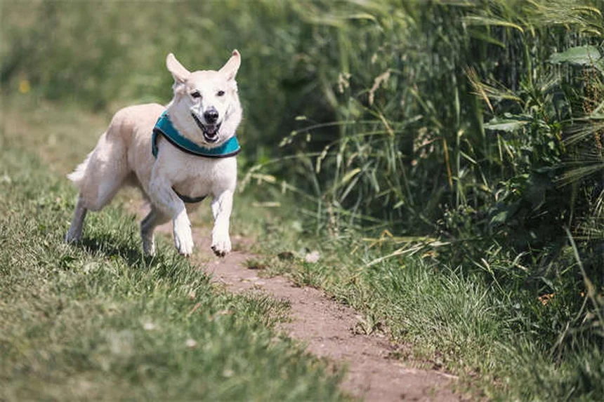 Come proteggere il cane dai veleni per topi in inverno: 5 consigli salva-vita