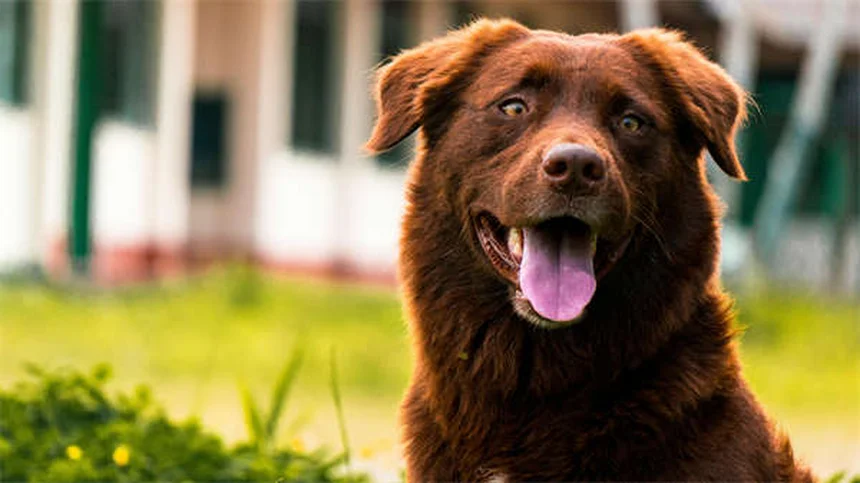 Come proteggere il cane dai veleni per topi in inverno: 5 consigli salva-vita