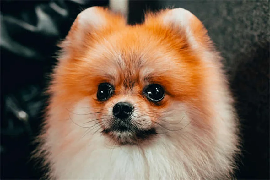 Vaccinare il cane da soli: rischi e perché evitarlo
