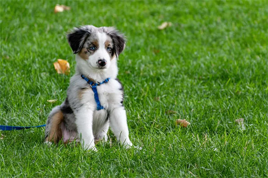 Vaccinare il cane da soli: rischi e perché evitarlo