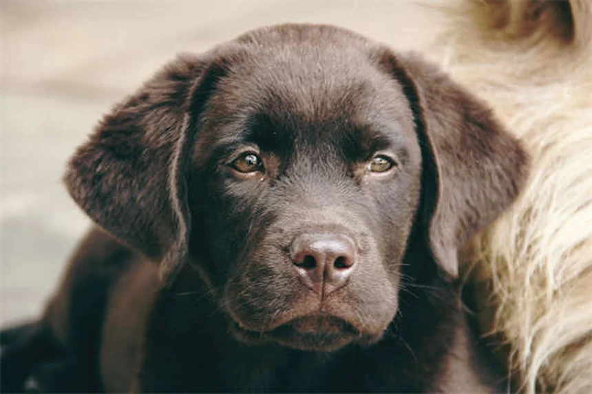 Vaccinare il cane da soli: rischi e perché evitarlo