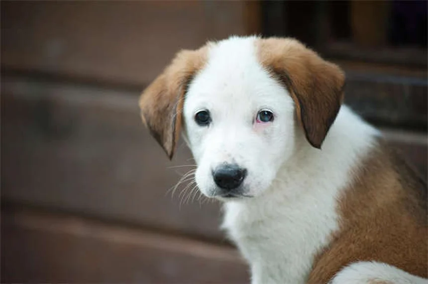 Assicurazione animali domestici: cosa copre davvero per il tuo pet?
