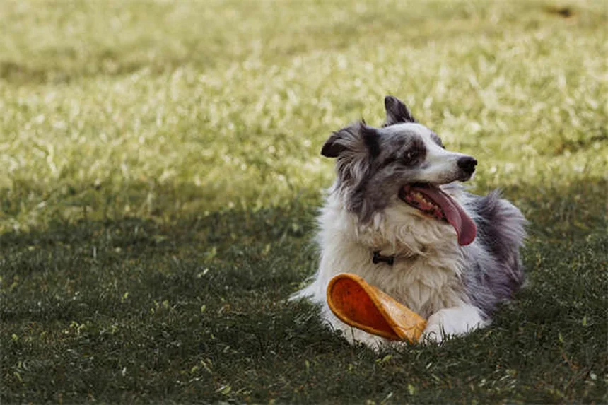 Come fare la RCP al cane: guida passo passo per salvare il tuo amico