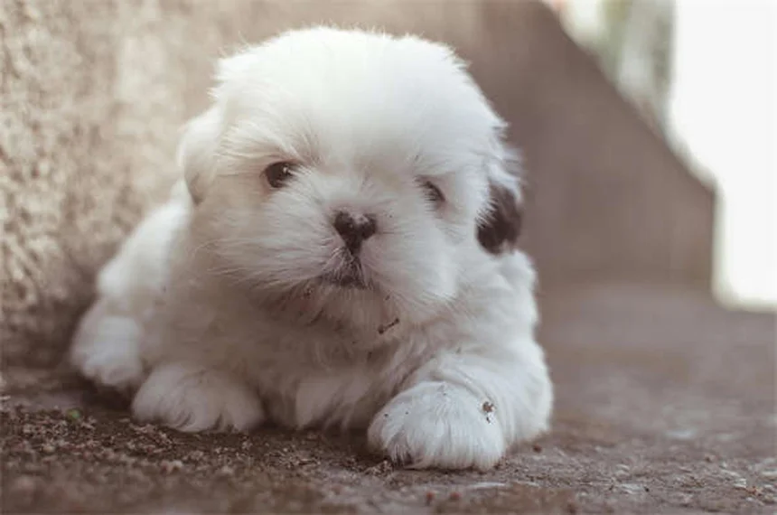 Assicurazione animali: copre condizioni preesistenti? Scoprilo ora!