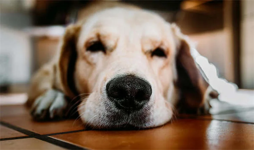 Eutanasia per animali: guida completa per un addio sereno
