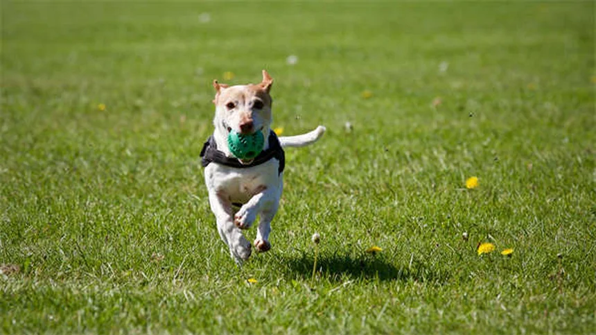 Come aiutare il cane con artrite: 7 rimedi efficaci per il freddo